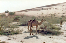 Wüste-Kamele-6.jpg
